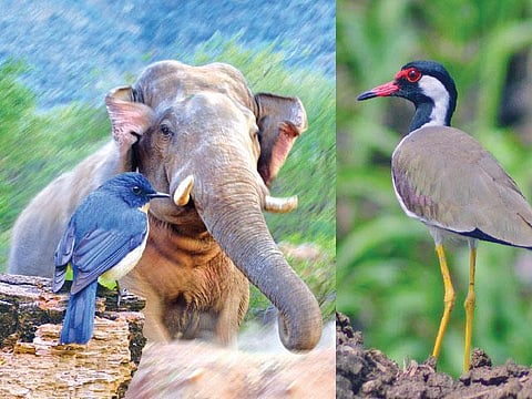 நிற்பதுவே... நடப்பதுவே... பறப்பதுவே... இயற்கையின் தாய்மடியை பாதுகாப்போம்