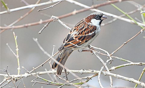 செல்போன் கோபுரங்கள் அழிக்காத சென்னை சிட்டுக்குருவிகள்