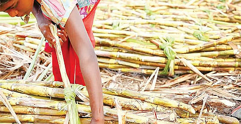 சின்ன சின்னதாய்: கரும்புக்காகப் பறிக்கப்படும் கருப்பைகள்