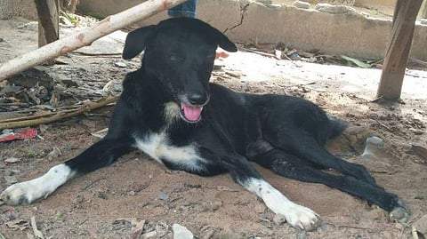 தாய்லாந்தில் மண்ணில் புதைக்கப்பட்ட குழந்தையைக் காப்பாற்றி ஹீரோவான நாய்