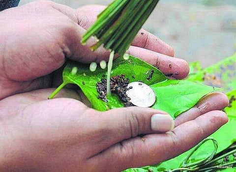 வாழ்வை வளமாக்கும் வைகாசி அமாவாசை தர்ப்பணம்!