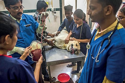 கால்நடை மருத்துவப் படிப்பு ஏன், எதற்கு, எப்படி?