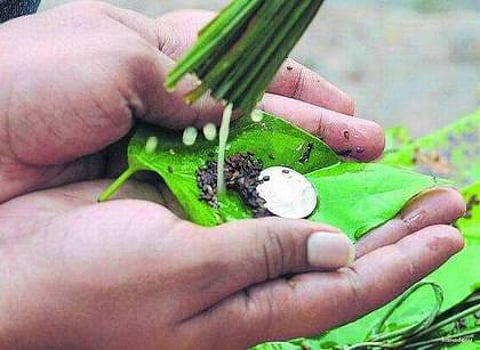 தரித்திரம் நீக்கும் ஆனி அமாவாசை தர்ப்பணம்!
நாளை அமாவாசை மறக்காதீங்க!