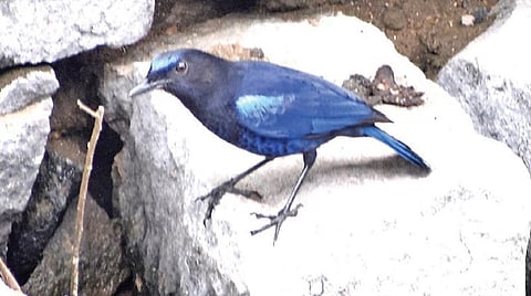 புதிய பறவை 06: சீழ்க்கை வித்வான்