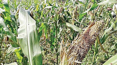 அமெரிக்கன் படைப்புழுவால் பாதிக்கப்பட்ட மக்காச்சோள விவசாயிகளுக்கு ரூ.186 கோடி நிவாரணம்: 3 லட்சம் பேர் பயனடைவர்; தமிழக அரசு அரசாணை வெளியீடு