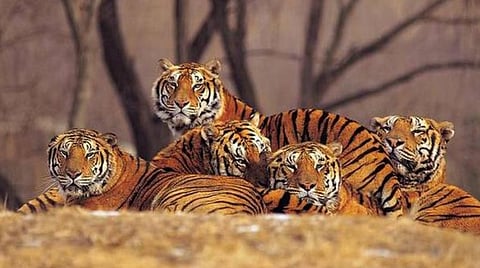 கொடைக்கானல் மலையில் 4 புலிகள்: ஆர்டிஐ தகவலில் உறுதி செய்த தமிழக வனத்துறை