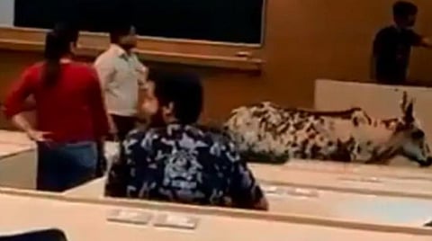 மும்பை ஐஐடி வகுப்பறைக்குள் நுழைந்த பசு: ட்விட்டரில் வைரலாகும் வீடியோ