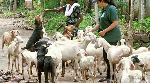 கேரளாவில் மலப்புரம் மாவட்டத்தைச் சேர்ந்த நெடும்காயம் காலனி வெள்ளத்தால் மூழ்கியது. நிவாரண முகாமலிருந்து வீடு பின்னர் ஜானகி அம்மாவும் சர்வதேச மனிதாபிமான அமைப்பின் ஒருங்கிணைப்பாளர் சாலி வர்மாவும் நாய் மற்றும் ஆடுகளுக்கு உணவளிக்கின்றனர்.