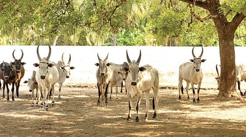 உள்நாட்டுக் கால்நடைகளை அழிக்கும் தமிழகச் சட்டம்?