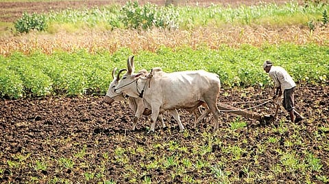 எது இயற்கை உணவு? 19 - வேளாண்மைக்கு உதவும் இரட்டை வழிமுறைகள்
