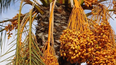 பேரீச்சை சாகுபடிக்கு தோட்டக்கலைத் துறையில் மானியம் அறிமுகம்: உழவன் செயலி மூலமாகவே பெறலாம்
