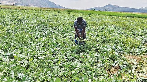 கூடுதல் விலைக்கு வியாபாரிகள் கொள்முதல் செய்வதால் நூக்கல் சாகுபடிக்கு மாறும் கிருஷ்ணகிரி விவசாயிகள்