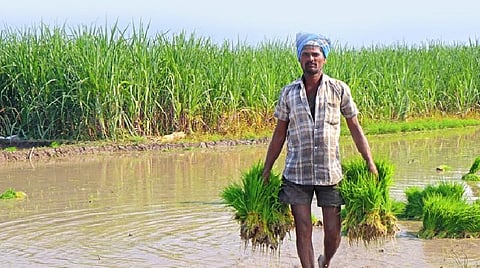 பாரம்பரிய வேளாண்மை என்றாலே விஞ்ஞானிகள் ஏன் முகம் சுளிக்கிறார்கள்?