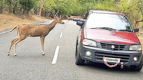 உணவுக்காக காத்திருக்கும் விலங்குகள்!- மழுங்கிப் போகுதா வேட்டைக்குணம்?