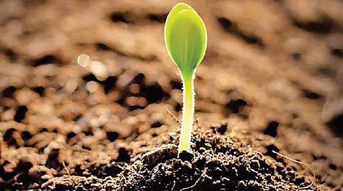 விதை முதல் விளைச்சல் வரை 01: கவனிக்க வேண்டிய மண் வளம்
