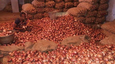 திண்டுக்கல் வெங்காய மார்க்கெட்டில் பெரிய வெங்காயத்தை தரம் பிரிக்கும் பணியில் ஈடுபட்டுள்ள பெண்.