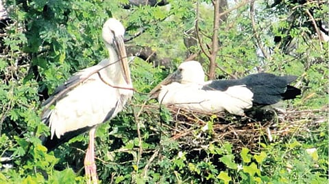 திருப்பத்தூர் அருகே வேட்டங்குடி சரணாலயத்தில் இனப் பெருக்கத்துக்காக பல ஆயிரம் மைல்கள் கடந்து வந்துள்ள வெளிநாட்டுப் பறவைகள்.