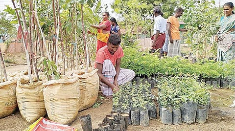 எம்.வேளாங்குளத்தில் நடவு செய்வதற்காக மரக்கன்றுகளைப் பராமரிக்கும் அய்யனார்.