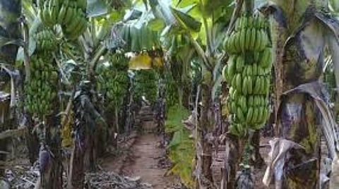 வெள்ளம், புயல் சேதத்தில் இருந்து காய்கறிகள், பழமரங்களை பாதுகாப்பது எப்படி?- விவசாயிகளுக்கு தமிழ்நாடு தோட்டக்கலைத்துறை டிப்ஸ்