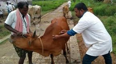 ஒரே நாளில் 818 கால்நடை உதவி மருத்துவர்கள் பணி நீக்கம்: அரசு உத்தரவால் அதிர்ச்சி