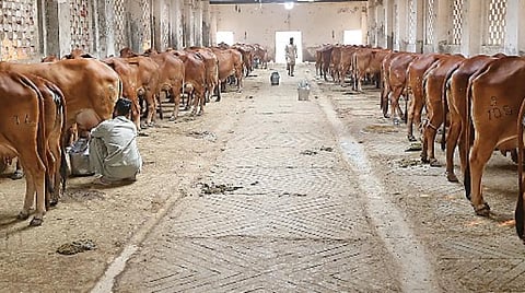 கறவை மாட்டுக்கு மடி நோய்ப் பராமரிப்பு
