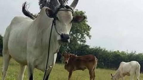 நாட்டு மாடுகளின் எண்ணிக்கை வீழ்ச்சி: கால்நடை கணக்கெடுப்பில் தகவல்