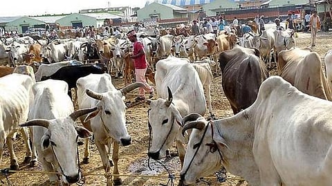 பிரதிநிதித்துவப் படம்