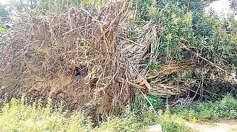 ஒரத்தநாடு சார் பதிவாளர் அலுவலக வளாகத்தில் கஜா புயலின்போது வேரோடு சாய்ந்தும் உயிர்ப்புடன் இருக்கும் ஆலமரங்கள்: வேறு இடத்தில் நட சமூக ஆர்வலர்கள் கோரிக்கை