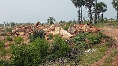 விழுப்புரத்தின் பொக்கிஷமான திருவக்கரை கல்மரங்கள் பாதுகாக்கப்படுமா?- கண் முன்னே பறிபோகும் பரிதாபம்
