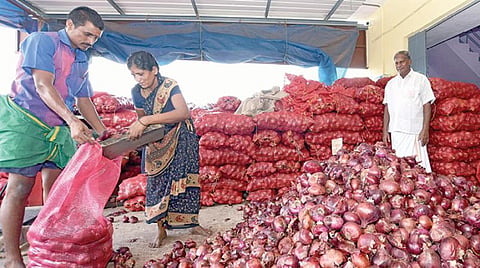 திருச்சி வெங்காய மண்டியில் பெரிய வெங்காயத்தை ரக வாரியாக பிரிக்கும் பணியில் நேற்று ஈடுபட்டிருந்த தொழிலாளர்கள்.படம்: ஜி.ஞானவேல்முருகன்