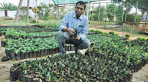 வேளாண் நுட்பம்: விதை வேண்டாம்; இலையே போதும்! வியக்கவைக்கும் வித்தியாச உழவர்