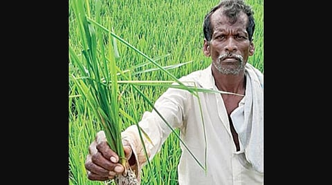 ஆனைக்கொம்பன் ஈ தாக்குதலால் காரைக்குடி அருகே 100 ஏக்கரில் நெற்பயிர் பாதிப்பு