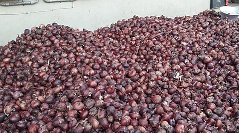 எகிப்து வெங்காயம்