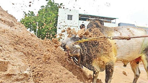 ஜல்லிக்கட்டுக்கு பயிற்சி அளிக்கும் ஒரு கண் பார்வையிழந்த மதுரை இளைஞர்: சீறிப்பாயும் காளைகளை அடக்கத் தயாராகும் வீரர்கள் 