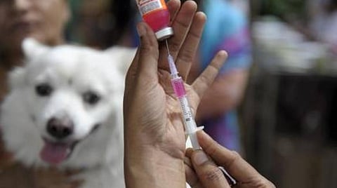 வெறிநாய்க்கடி நோய் அதிகரிப்பு எதிரொலி; தடுப்பூசிகளை இருப்பு வைக்க வேண்டும்: மாநில அரசுகளுக்கு மத்திய அரசு உத்தரவு