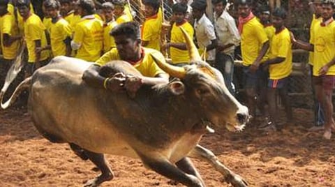 அலங்காநல்லூர் ஜல்லிக்கட்டு போட்டியில் 21 வயதுக்கு குறைவான வீரர்களுக்கு அனுமதியில்லை: மதுரை ஆட்சியர்