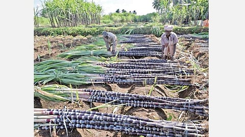 ஈரோட்டில் செங்கரும்பிற்கு உரிய விலை கிடைக்காததால் விவசாயிகள் ஏமாற்றம்- ரேஷனில் வழங்கும் கரும்புக்கு கொள்முதல் விலையை உயர்த்த கோரிக்கை