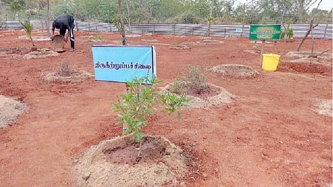 விருதுநகர் மாவட்ட காவல் கண்காணிப்பாளர் அலுவலகத்தில் மூலிகைத் தோட்டம் அமைப்பு
