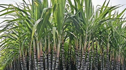 தித்திக்கும் கரும்பு