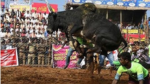 களைகட்டியது மதுரை பாலமேடு ஜல்லிக்கட்டு: களத்தில் 700 காளைகள்; 930 வீரர்கள்