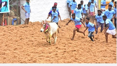 திருப்பத்தூர் அருகே சிராவயல் மஞ்சுவிரட்டில் 1000 காளைகள் பங்கேற்பு: 82 பேர் காயம்