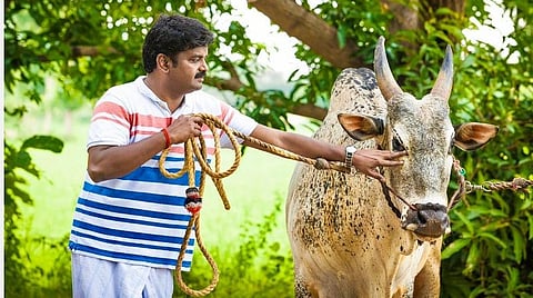 அலங்காநல்லூர் ஜல்லிக்கட்டில் விஜயபாஸ்கரின் காளை பிடிபட்டதா இல்லையா?- சர்ச்சையும் அமைச்சரின் விளக்க ட்வீட்டும்
