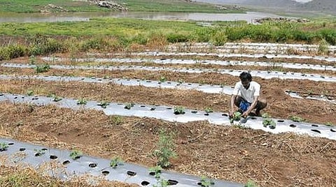 சொட்டுநீர் பாசனத்தில் தமிழகம் முதலிடம்; விளைச்சல், வருமானம் அதிகரிப்பால் விவசாயிகள் மகிழ்ச்சி