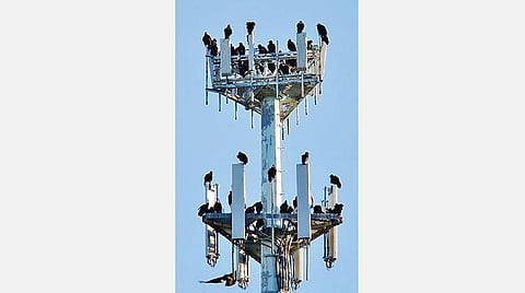 பறவைகள்: மூடநம்பிக்கைகளும் அறிவியலும்