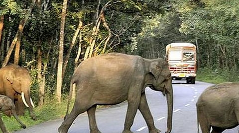 மனிதர்கள் யானைகளுக்கு வழி விட வேண்டும்: உச்ச நீதிமன்றம்