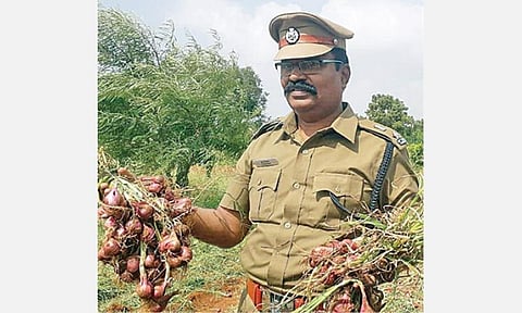 திருச்சி மத்திய சிறை வளாகத்தில் அறுவடை செய்யப்பட்ட சின்ன வெங்காயத்தைக் காட்டுகிறார் சிறை கண்காணிப்பாளர் சங்கர்.