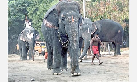 மேட்டுப்பாளையம் அருகேயுள்ள தேக்கம்பட்டியில் நடைபெறும் நலவாழ்வு முகாமில் கம்பீரமாய் நடைபயிலும் யானைகள்.