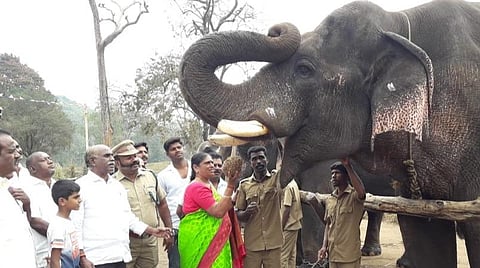 யானைகளுக்கு உணவு வழங்கி புத்துணர்வு முகாமினைத் தொடங்கி வைத்தார் கஸ்தூரி வாசு.