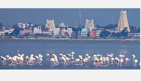 ராமேசுவரம் கோதண்டராமர் கோயில் கடற்பகுதியில் குவிந்துள்ள பூநாரை பறவைகள்.