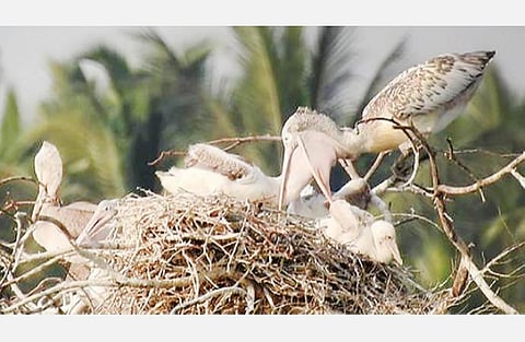 பறவைகள்: நம்பிக்கைகளும் உண்மையும்